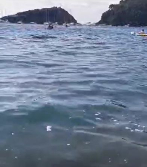 Schiume bianche notate nel mare di alcune spiagge elbane