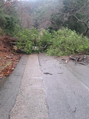 Grosso castagno caduto sulla strada provinciale presso Poggio