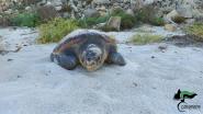 Pianosa, una tartaruga ha nidificato in pieno giorno: sesto nido del 2024 a Cala Giovanna