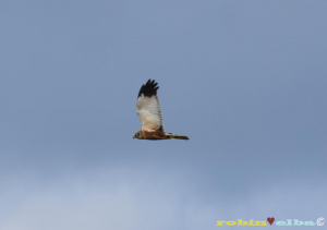 Il Falco di Palude di Mola (stavolta nell&#039;immagine di tutta la sua maestosità)