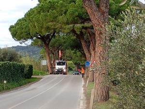 Ora, per la vicenda dei pini, il Comune è contestato anche dalla Lipu Nazionale