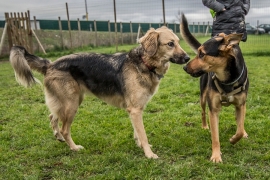 Let&#039;s Dog organizza classi di comunicazione e socializzazione per cani 