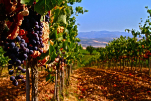 Impianto di nuove vigne, richiesta permesso entro il 15 febbraio