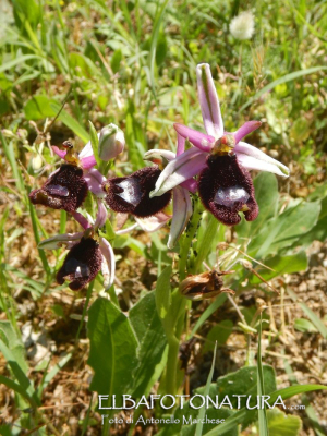 La scoperta dell&#039;orchidea cittadina