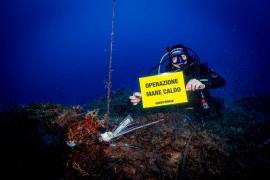 Segnali inquietanti dal mare elbano. Greenpeace: 18 gradi a meno 40 metri, Caulerpa cylindracea, un&#039;alga aliena.