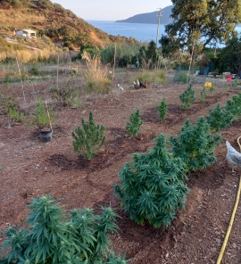 Coltivazione di Canapa (legale) devastata, per il secondo anno consecutivo, a Porto Azzurro