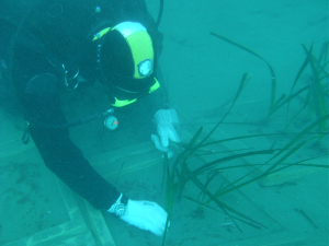 Trapianto di posidonia oceanica nel golfo di Follonica, intervento propedeutico per l&#039;elettrodotto tra l&#039;Elba e la terraferma