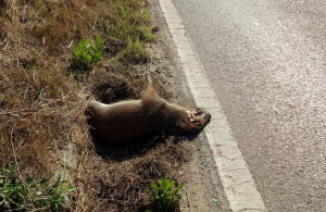 Ennesimo scontro tra un veicolo e un cinghiale, ma la invocata eradicazione tarda a partire