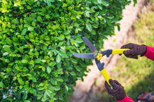 La cura degli alberi ornamentali, corso di formazione con l&#039;arboricoltore Marco Rinaldi