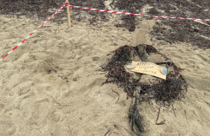 L’Elba sempre più isola delle tartarughe marine: quarta possibile nidificazione alla Foce di Marina di Campo