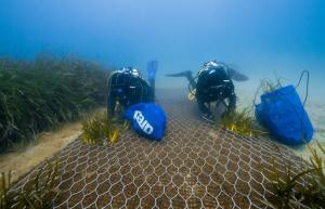 Riforestare i fondali elbani con nuove Praterie di Posidonia? Si può fare