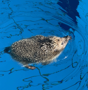 La nuotata abusiva in piscina del riccio marinese