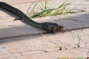 Un Biacco, serpente innocuo, sì, ma non per la rana