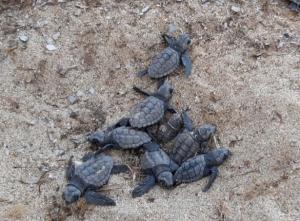 Tartarughe: Comuni costieri (ma non gli elbani) e aree protette mobilitati per tutelare la biodiversità