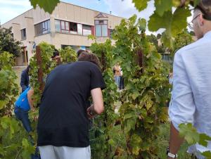 Inizio di anno scolastico con vendemmia