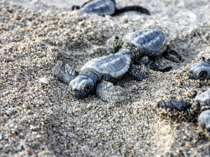 Tartarughe marine, il 2023 è l’anno record delle nidificazioni in Toscana