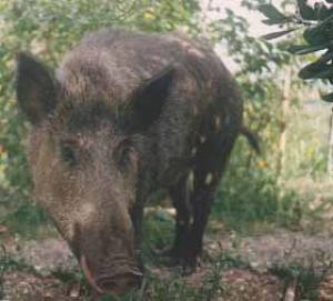 Animal Project: &quot;Due cinghiali uccisi brutalmente (uno a colpi di piccone)&quot;