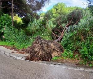 Un pino è caduto ai bordi della strada di Colle Reciso