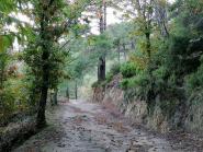 Castagni secolari monumentali e reperti archeologici dell’isola d’Elba