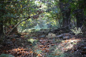 Adottato il nuovo Piano Antincendio Boschivo (2022 -26) del Parco Nazionale Arcipelago Toscano