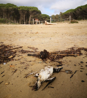 Fotonotizia: La carcassa di un altro esemplare di Gazza marina (raro nel Mediterraneo) spiaggiata a Lacona