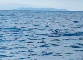 Passano i delfini al largo della Cala