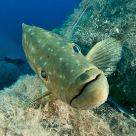 Aree Marine Protette: tutelare il 30% del mare per rigenerare la biodiversità e sostenere i pescatori