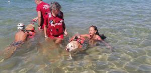 Fotocronaca: la scuola di salvataggio con i cani si allena a Procchio. davanti a un folto pubblico