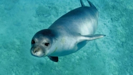 Per celebrare il World Wildlife Day la conferenza dedicata al ritorno della Foca monaca nel mare dell&#039;Arcipelago Toscano