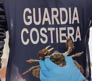 Operazione nazionale “e-FISHING” - La Guardia Costiera a tutela della filiera della pesca