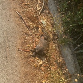 Fotonotizia: carcassa di cinghiale che giace a bordo strada