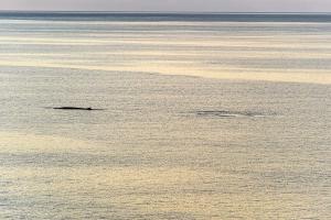 Tre Balene sulle coste marinesi