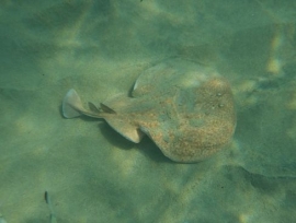 Segnalato uno Squalo Angelo nelle acque di Pareti (ma in realtà sin tratterebbe di una Torpedine) 