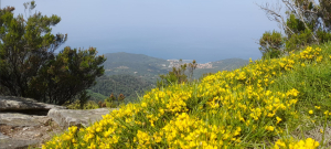 Il Santuario delle Farfalle compie 15 anni: il 2 giugno festa grande all’Isola d’Elba