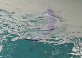 Una Aguglia imperiale in Darsena a Portoferraio - il video