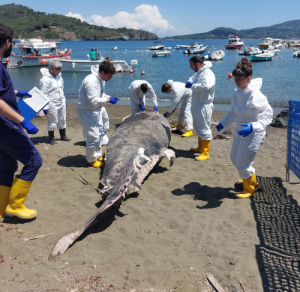 L&#039;eccezionalità del ritrovamento di un cetaceo &quot;speciale&quot; nelle acque dell’Elba