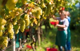 Vino, via libera al piano di sostegno per ristrutturazione e riconversione dei vigneti