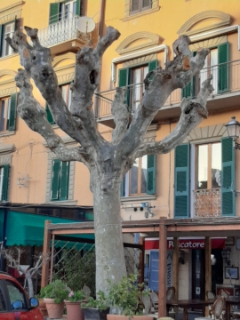 Legambiente e capitozzature degli alberi