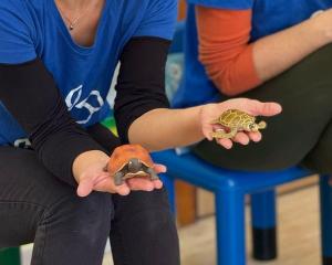 Tartarughe marine, i bimbi delle scuole dell&#039;infanzia e il silent book Tortoise. Un&#039;avventura con Legambiente