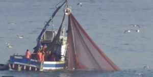 Pesca a strascico: come è ancora possibile consentire la distruzione dei fondali marini?