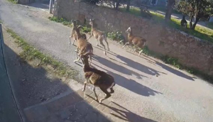 Video Notizia: calano a valle e si &quot;urbanizzano&quot; sempre più branchi di mufloni