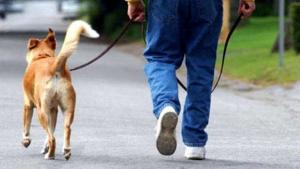 Giusta l&#039;attenzione ai bisogni dei cani, ma un po&#039; di educazione dei loro padroni non guasterebbe