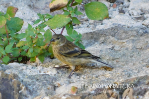 Il venturone corso, una specie delle isole - Particolare e colorata presenza nell&#039;Arcipelago Toscano