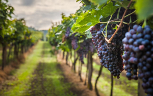 Vino, dal 15 febbraio si può richiedere l’autorizzazione per impiantare nuovi vigneti