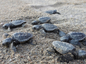 Tartaperitivo a Mola per festeggiare le schiuse nell’Isola delle Tartarughe marine