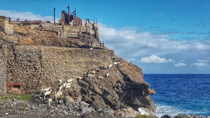 Le capre selvatiche di Calamita sentono arrivare l&#039;Inverno e scendono al mare