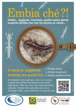 Vota per scegliere il nome della nuova specie di Embiottero scoperta all&#039;Elba