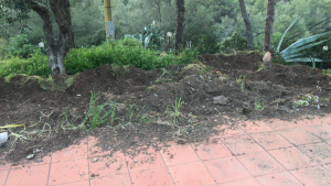 Ultime malefatte dei cinghiali a San Felo