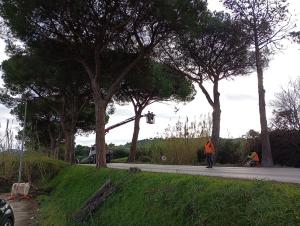 Pini di San Giovanni, il Sindaco Nocentini faccia un regalo di Natale ai Portoferraiesi: fermi le motoseghe