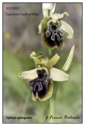 Fiorisce la prima orchidea nel mite inverno elbano